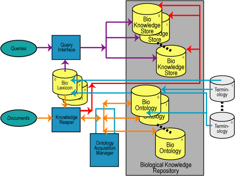 Queries are carried out via the Query Interface, which searches the Biological Knowledge Repository